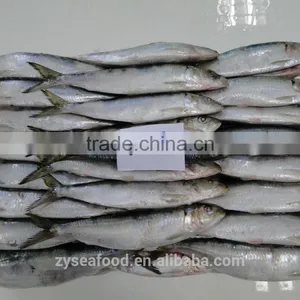 IQF Can Fish Frozen Sardine Fish thumbnail-1