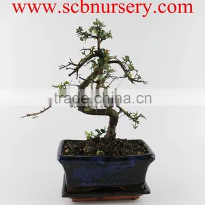 Zelkova 15cm Art thumbnail-1