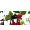 Pigment Red 208 thumbnail-1