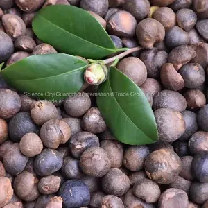 100% Organic Supreme Quality Camellia Seed Oil Extracted by CO2 (Edible/Cosmetic) thumbnail-2