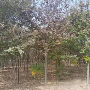 Red Beech Tree thumbnail-5