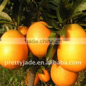 Navel Orange From China thumbnail-1