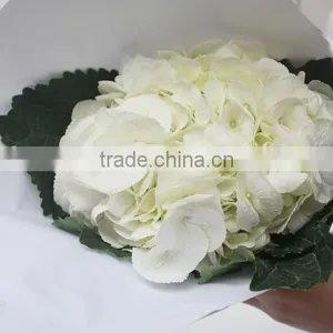 China Hotsell Flower Gift Hydrangea thumbnail-4