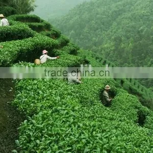 Yijian Organic Green Tea/Health Tea thumbnail-3