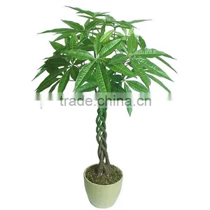 Factory Price Money Plant Tree Exotic Flowers thumbnail-5
