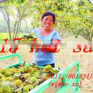 Good Taste Chestnut thumbnail-5