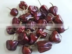 Red Chille Pepper thumbnail-3