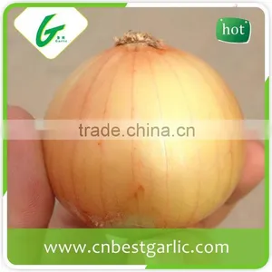 China Cheap Onion Price thumbnail-4