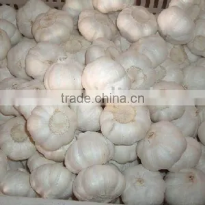 New Crop Fresh Pure White Garlic thumbnail-1