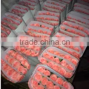 Wholesale Grade A Fresh Roses From India Fresh Rose Petals thumbnail-6