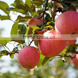 Fruit Tree Seedling thumbnail-1