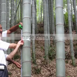 Construction Material Bamboo thumbnail-1
