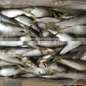 China for Canned Frozen Sardine With Good After-sale Service thumbnail-4