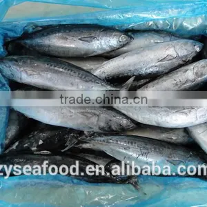 2017 New Arrived Land Frozen Fish Bonito Tuna for Sale thumbnail-2