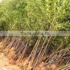 Phyllostachys Nigra Cold Hardy Bamboo thumbnail-1