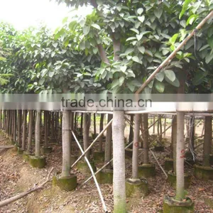 Ficus Benghalensis thumbnail-5