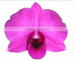 Thailand High Quality D-008 Dendrobium Miss Singapore Orchid thumbnail-1
