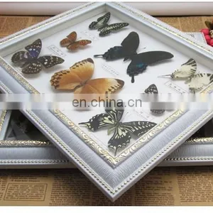 Real Butterfly Mounted in Frames - Decoration & Gifts thumbnail-3