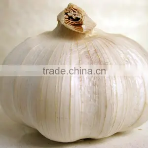 China Fresh White Garlic Price thumbnail-1