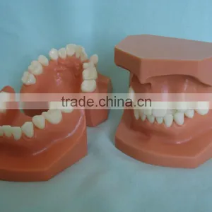 Orthodontic Teeth Model/dental Orthodontic Models thumbnail-4