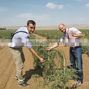 Chinese Goji Berry in Preserved Fruit Wholesaler thumbnail-3