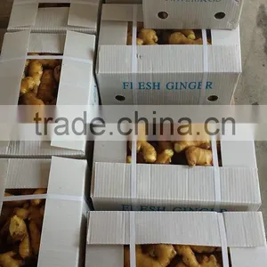 Yellow Ginger thumbnail-2