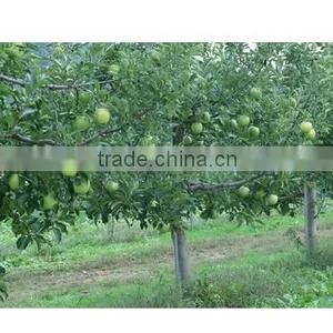 New Fresh Green Apple thumbnail-2