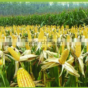 Maize Corn Variety and Grain Type Yellow Maize for Poultry Feed thumbnail-1