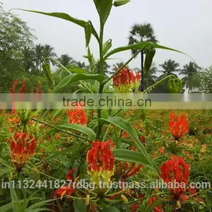Gloriosa Superba Seed Exporters India thumbnail-3