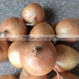 Yellow Onions Wholesale Prices for Sale thumbnail-2