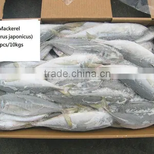 Frozen Fish Trachurus Japonicus Mackerel thumbnail-1