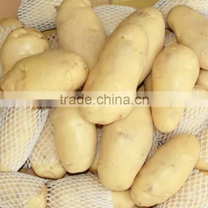 New Crop Fresh Shandong Potato for Sale thumbnail-2