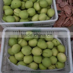 Shandong Pears thumbnail-1