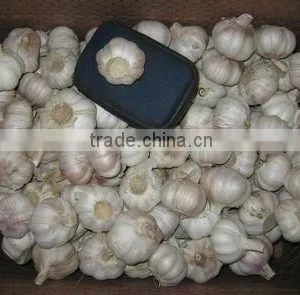 Chinese Juyuan Fresh White Garlic thumbnail-1