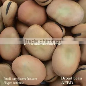 Good Quality Dry Broad Bean/fava Grain Crop/pulses thumbnail-4