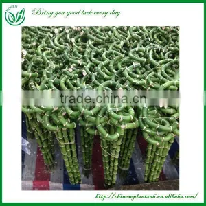 Lucky Bamboo thumbnail-3
