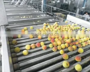 Peach Grading Machine Sorter Grader thumbnail-1