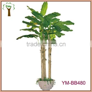 Large Indoor Banana Plants thumbnail-1