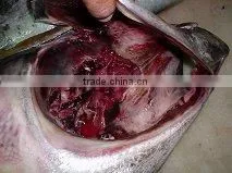 Frozen Yellowfin Tuna thumbnail-1