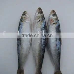 Frozen Sardine W/R thumbnail-1