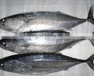 Skipjack Tuna thumbnail-2