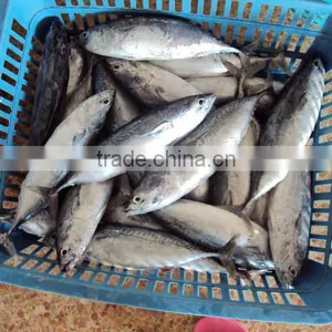 Frozen Whole Round Good Quality Cheap Bonito thumbnail-2
