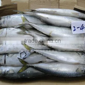 High Quality Fresh Sea Frozen Cheap Pacific Mackerel thumbnail-1