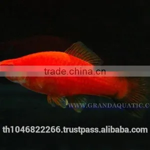 Swordtail Fish / Live Ornamental Fish thumbnail-5