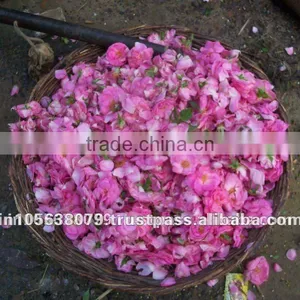 Rosa Damascena Rose Oil thumbnail-1