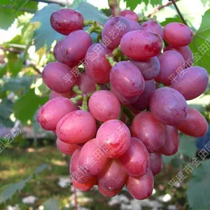 Red Rose Grape Seedlings Grape Vines thumbnail-1