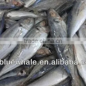 New Ningbo Frozen Fish Brand Canned Mackerel thumbnail-1