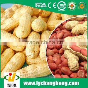 11/13 Size Peanut in Shell for Sale With Lowest Price thumbnail-2