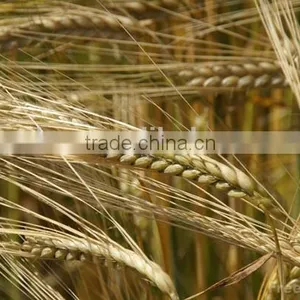 Whole Grain Barley thumbnail-2