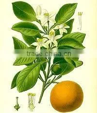 Exporters of Neroli Essential Oil thumbnail-1